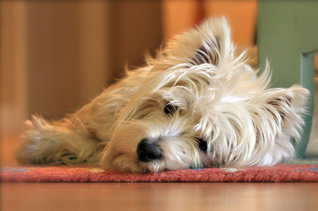 West Highland White Terrier — dog breed guide Australia