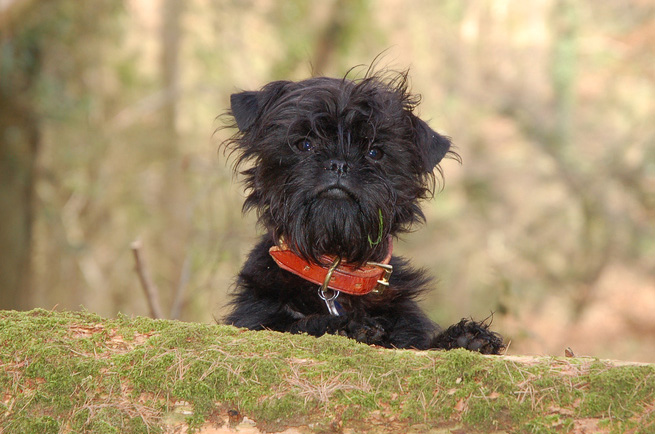 Affenpinscher dog
