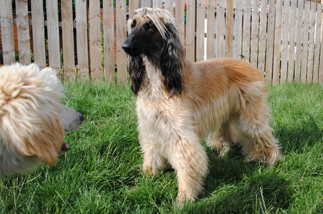 Afghan Hound dog