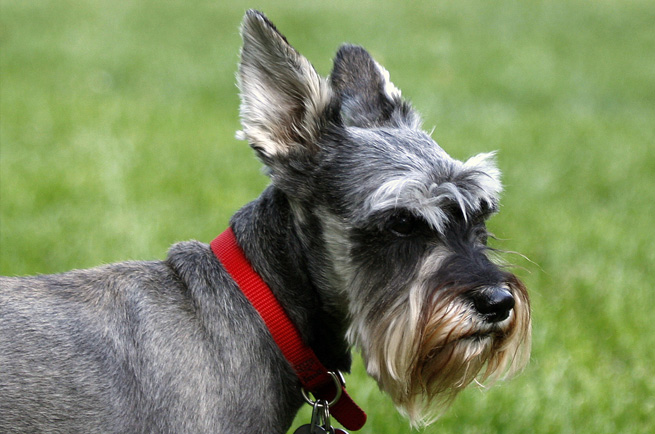 Schnauzer (Miniature) — dog breed guide Australia