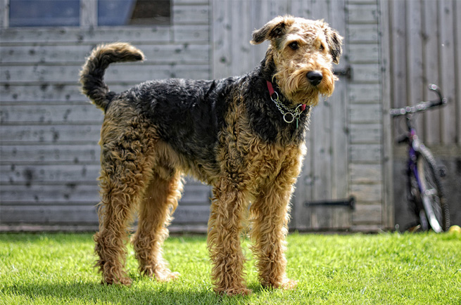 Airedale Terrier dog