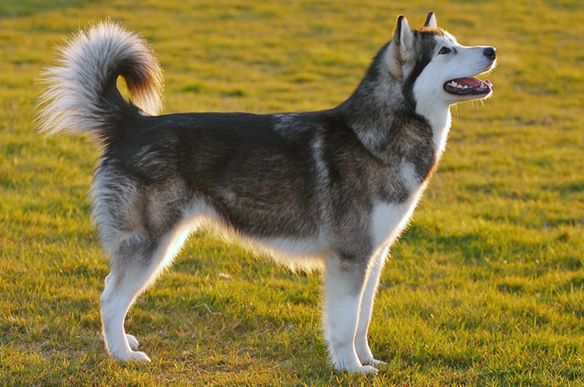 Alaskan Malamute dog