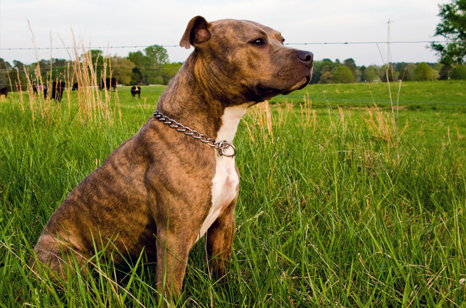 American Staffordshire Bull Terrier — loyal, courageous and affectionate dog breed
