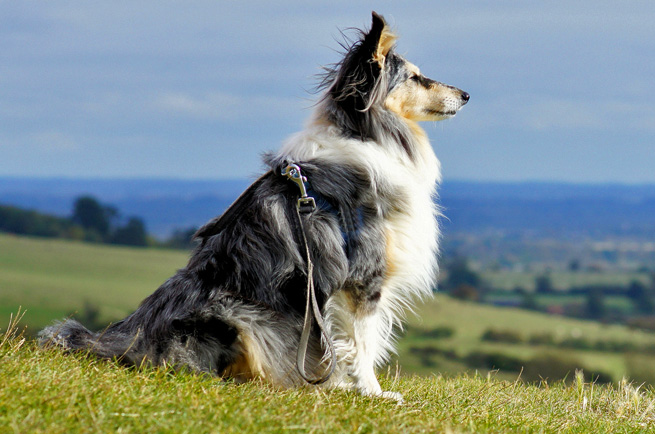 Shetland Sheepdog — dog breed guide Australia