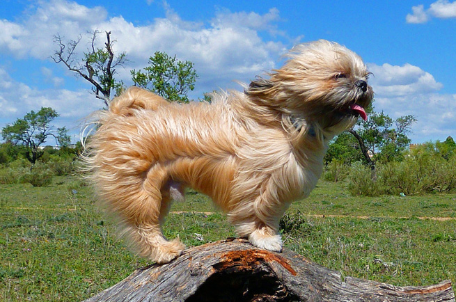 Shih Tzu — dog breed guide Australia
