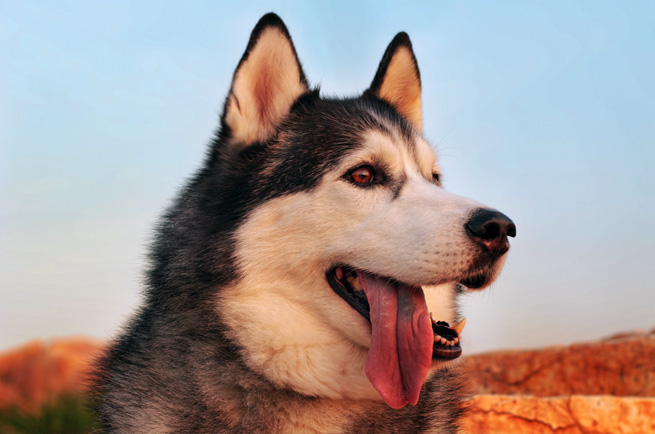 Siberian Husky — dog breed guide Australia