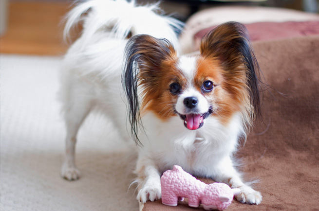 Papillon — dog breed guide Australia