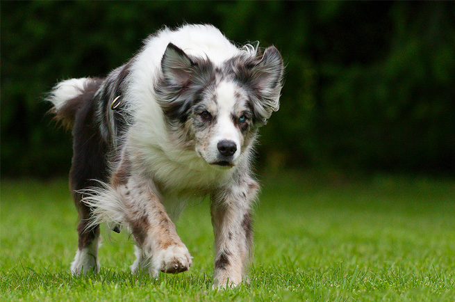 Australian Shepherd — intelligent herding dog, highly trainable and energetic