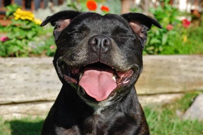 Staffordshire Bull Terrier — dog breed guide Australia
