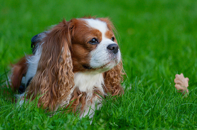Cavalier King Charles Spaniel — dog breed guide Australia