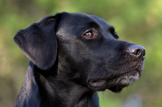Labrador Retriever — dog breed guide Australia