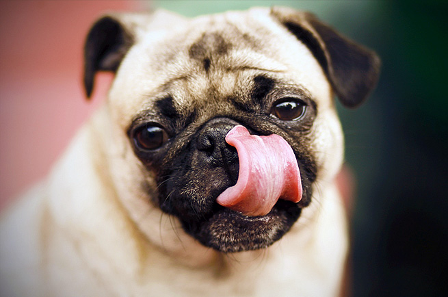 Pug — dog breed guide Australia