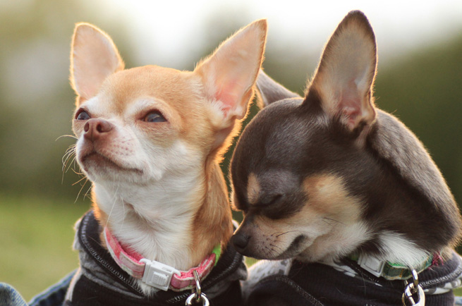 Chihuahua (Smooth Coat) — dog breed guide Australia