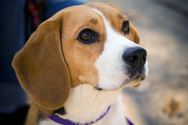 Beagle — dog breed guide Australia