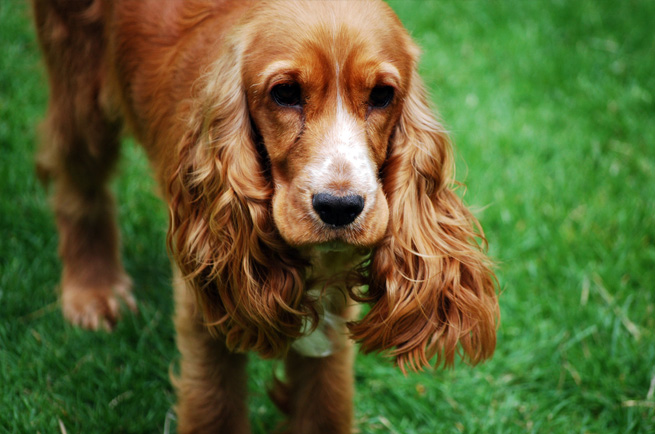 Cocker Spaniel (English) — dog breed guide Australia
