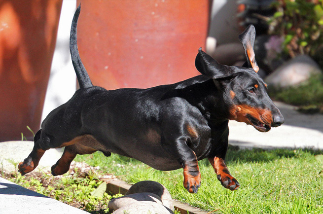 Dachshund (Smooth Haired) — dog breed guide Australia