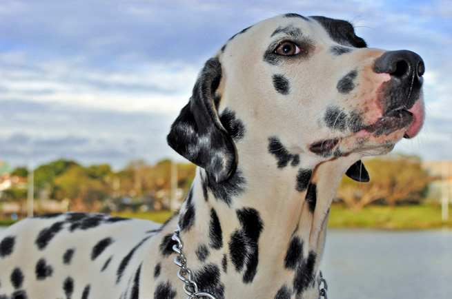 Dalmatian — dog breed guide Australia