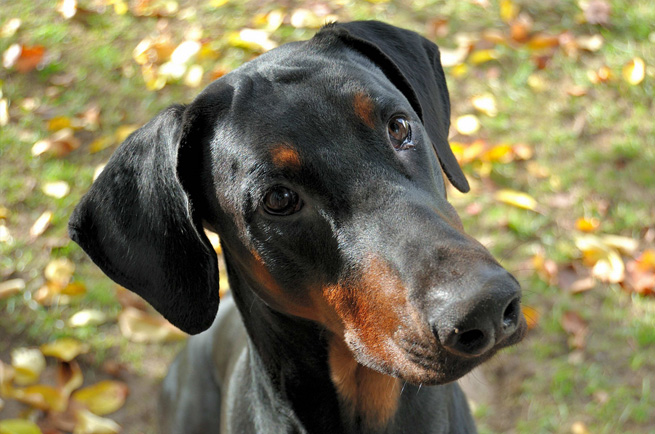 Dobermann Pinscher — dog breed guide Australia