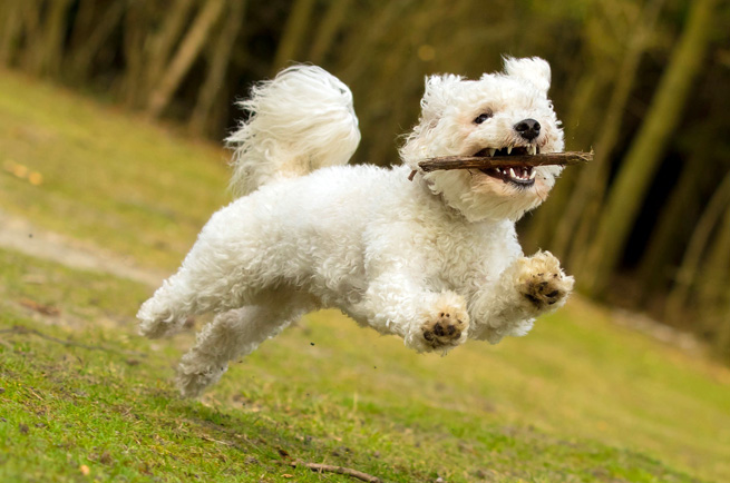 Bichon Frise — dog breed guide Australia