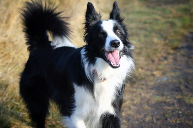 Border Collie — dog breed guide Australia