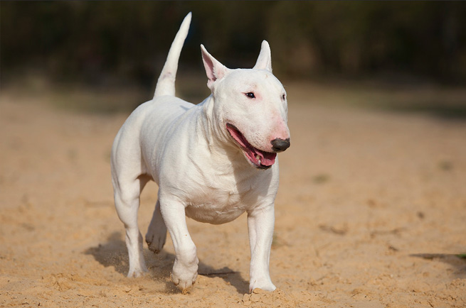 Bull Terrier — dog breed guide Australia