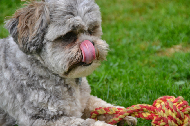 Lhasa Apso — dog breed guide Australia