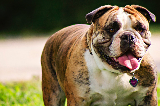 Bulldog — dog breed guide Australia
