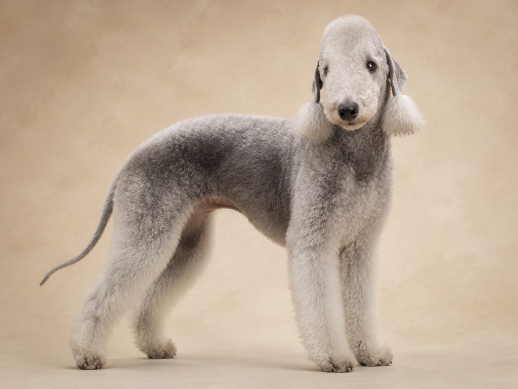 Bedlington Terrier — dog breed guide Australia, studio portrait by Zookie Pets