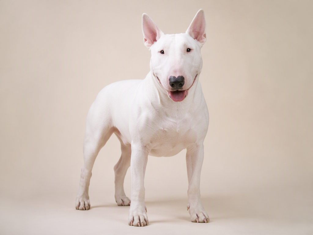 Bull Terrier — dog breed guide Australia, studio portrait by Zookie Pets