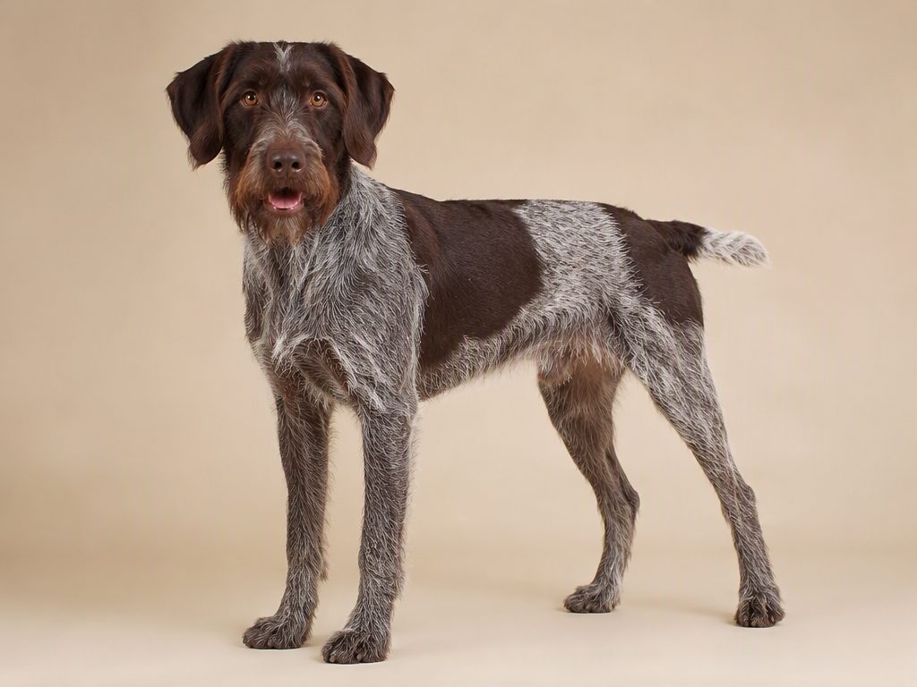 German Wirehaired Pointer — dog breed guide Australia, studio portrait by Zookie Pets