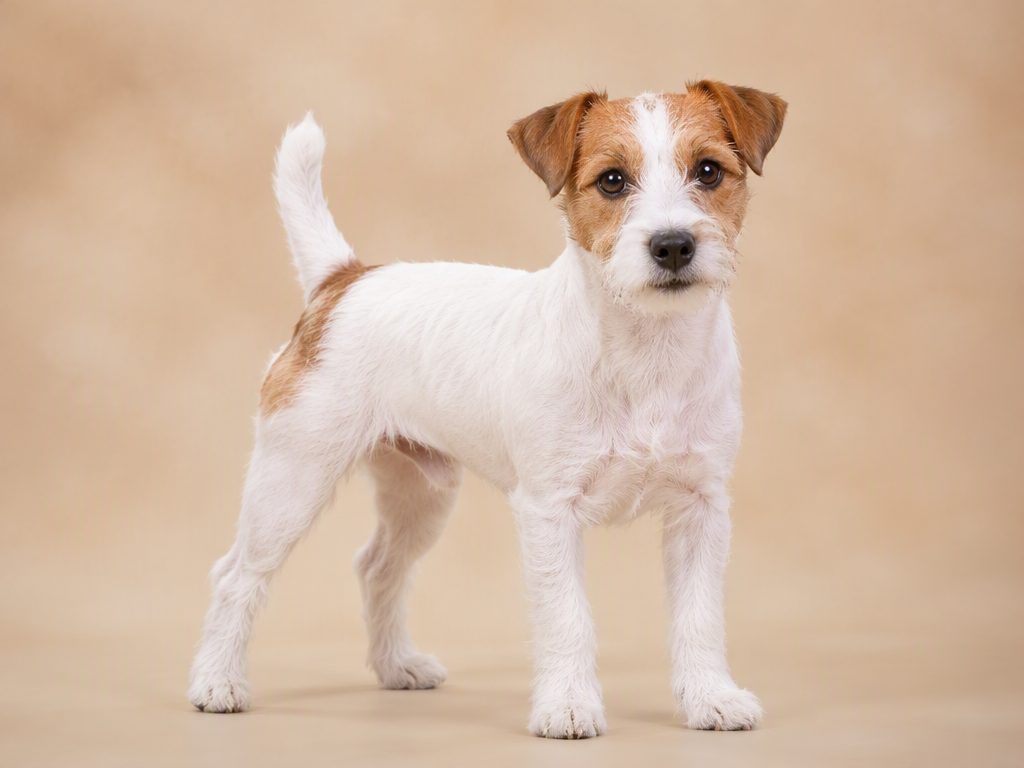 Parson Russell Terrier — dog breed guide Australia, studio portrait by Zookie Pets